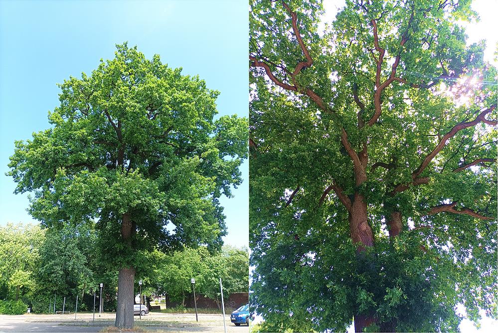 Alte Alte Österweide Heide Sommer 2023