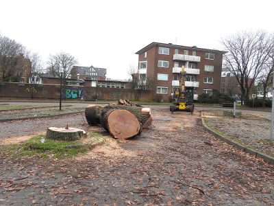 Alte Eiche in Heide