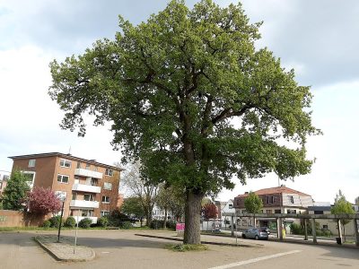Alte Eiche in Heide